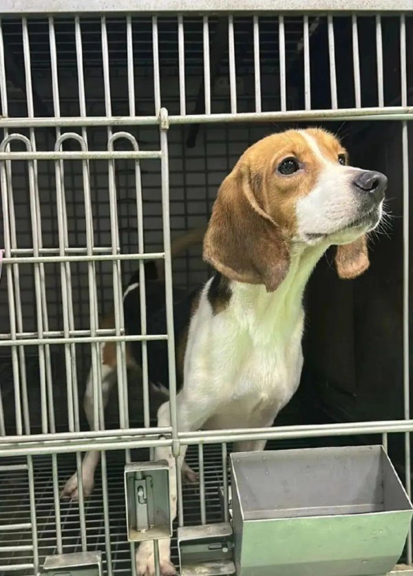 股策略 网友领养了一只比格实验犬，回家后它的变化……好心疼！