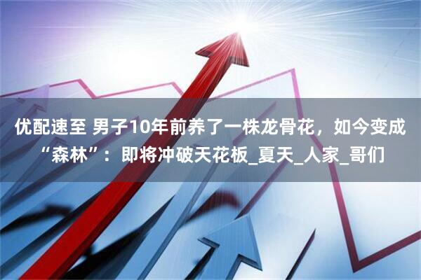 优配速至 男子10年前养了一株龙骨花，如今变成“森林”：即将冲破天花板_夏天_人家_哥们